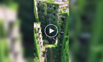 Зеленый апокалипсис в китайском городе Гуанъао