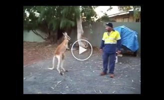 Дерзкий кенгуру решил помериться силами со строителем