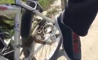 В Чечне мышке помогли уехать на велосипеде от кошки