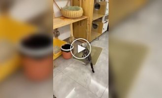 Пушистая номинантка на премию «Мать года»