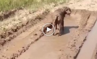 Понять и простить собаку