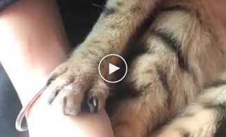 Котик поиграл с пчелой