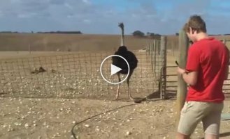 Забавная реакция страуса на мелодию с телефона