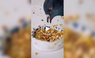Голуби оказались гурманами: птицы умеют выбирать «самые вкусные» зерна