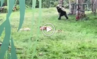 Gorillas fleeing rain bring zoo visitors to tears