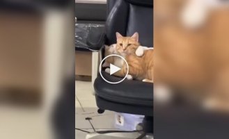 Любвеобильная кошка зацеловала кота