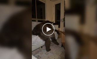 Ньюфаундленд: добрый великан