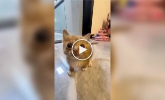 Little and angry kittens