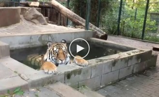 The tiger was not allowed to relax in the pool