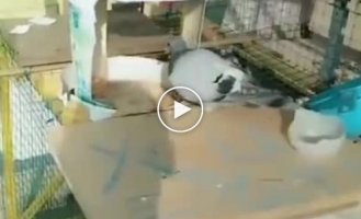 Хитрые и находчивые китайцы