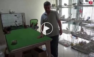 Кот-вегетарианец охраняет дорогих голубей