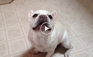 A French bulldog Lulu complains to its owner about life