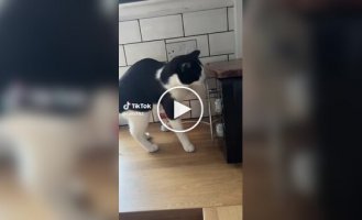 Они эволюционируют: кот открыл дверцу микроволновки на глазах у шокированной хозяйки