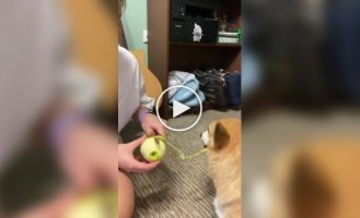 Waste shredder: a corgi loving apple peelings was filmed