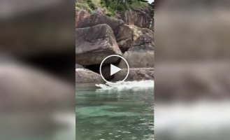 Animals (short videos). Release 86