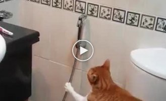 Необычный кот. Кот который любит играть с душем