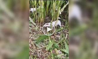 Пес собирает кукурузу
