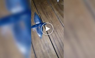 An unsuccessful rescue of a flying fish was caught on video