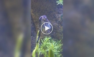 Як виглядають пологи морських ковзанів