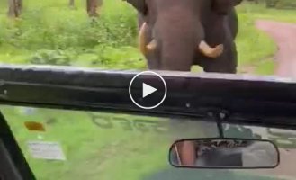 Tourist car driver tries to escape an angry elephant
