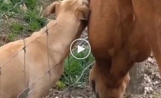 Friendship of dog and horse