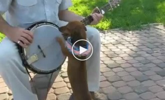 Собака играет на гитаре