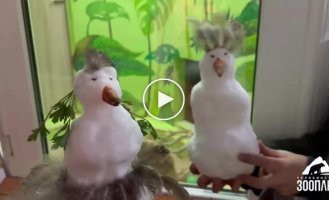 Сурикати у зоопарку вперше побачили сніг