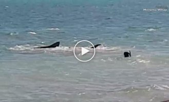 In Australia, a dog decided to play with a tiger shark