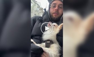 Пробник волка