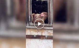 People saved pig from slaughter because it loved snowfall
