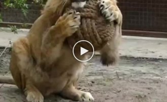 Big cat plays with a ball