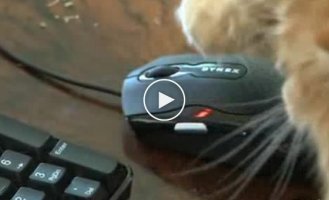 Животные тоже любят видео чаты