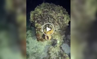 Осьминог перехитрил угря