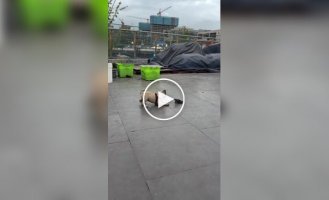 Страшно, очень страшно: мопс познакомился с жабой