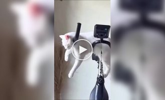 Коты могут спать где угодно