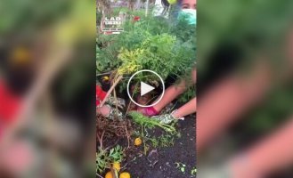 Farmer grows a 9-kilogram carrot