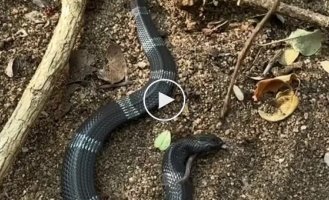 An unpredictable snake from Africa