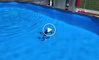 Danish students print a drone that can fly and swim underwater