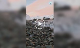 Penguins leave the island as the Antarctic winter sets in