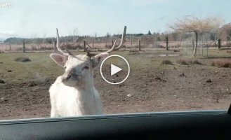 Hungry bison scares tourists