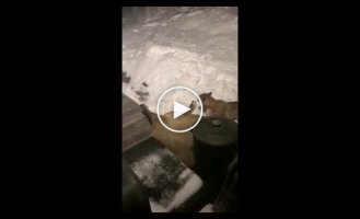 Пума устроила трапезу на крыльце дома и разбудила владельца жилища