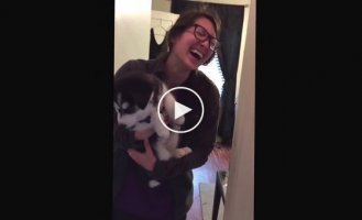 Husky puppy talks incessantly to a girl