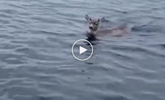 Rescuers spotted deer struggling for life in icy water
