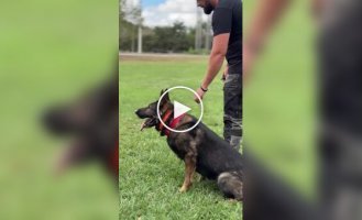 Кинолог продемонстрировал впечатляющую дрессировку служебной собаки