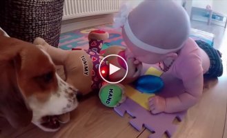 When a child appeared in the house, it was as if this beagle had been replaced