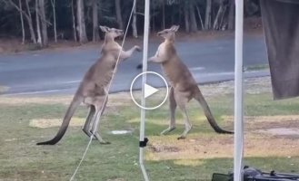 Male kangaroos in a fight destroyed a tent with tourists