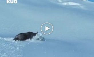A brown bear rejoices at the huge snowdrifts, much like we do about the upcoming holidays