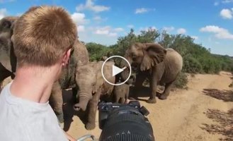 Слоны обнаружили наблюдавшего за ними фотографа и решили познакомиться поближе