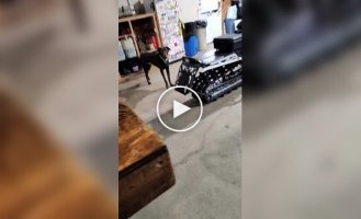 The dog knows exactly what the owner needs