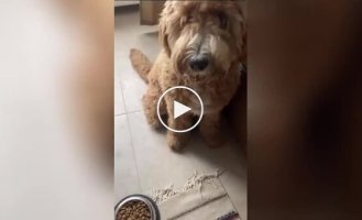 The girl showed a cunning tactic to get your pet to eat